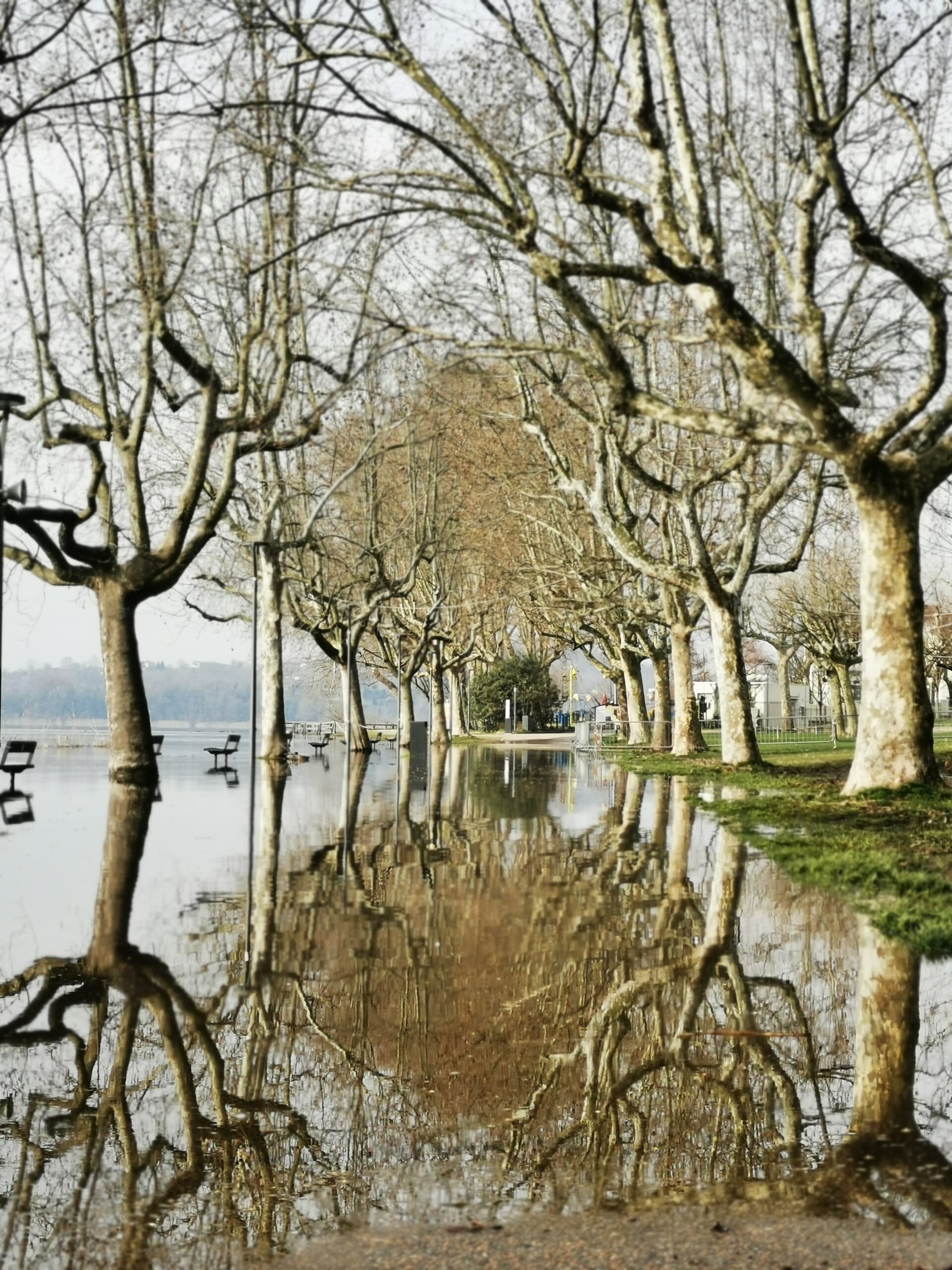 Viale alberato con platani e riflessi sull'acqua, simbolo di percorso chiaro e visibilita online in crescita