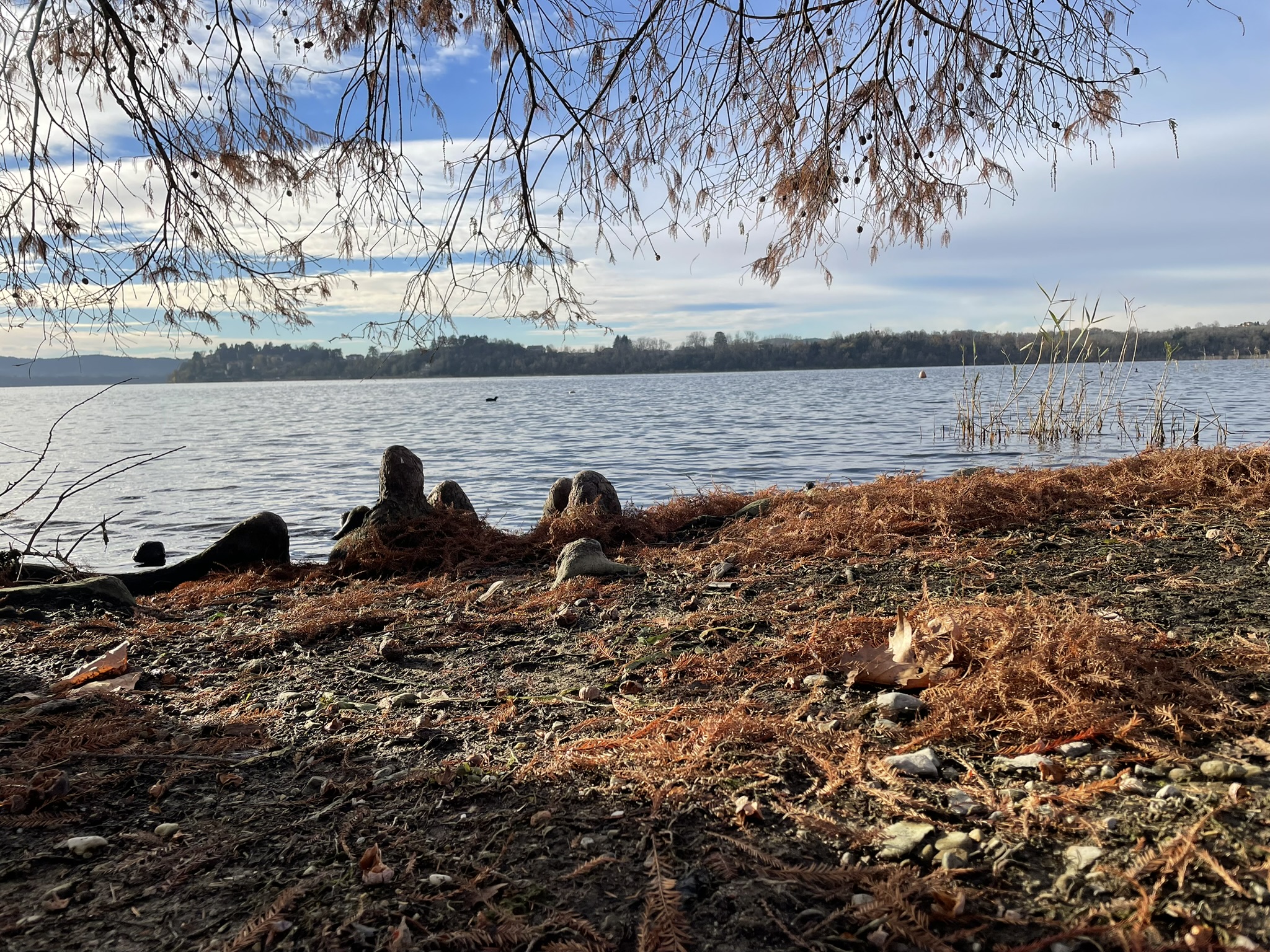 Radici affioranti accanto al lago, metafora visiva della stabilita tecnica e del supporto<br />
solido per i progetti digitali